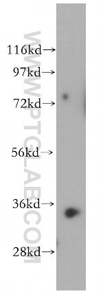 RENALASE Antibody in Western Blot (WB)