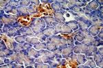 ENC1 Antibody in Immunohistochemistry (Paraffin) (IHC (P))