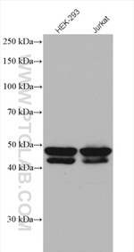 SKP2 Antibody in Western Blot (WB)