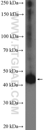 SKP2 Antibody in Western Blot (WB)