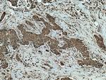 Cathepsin A Antibody in Immunohistochemistry (Paraffin) (IHC (P))