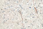 RAB3A Antibody in Immunohistochemistry (Paraffin) (IHC (P))