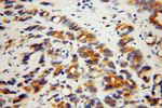 RAB3A Antibody in Immunohistochemistry (Paraffin) (IHC (P))