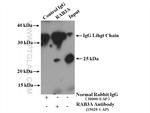 RAB3A Antibody in Immunoprecipitation (IP)