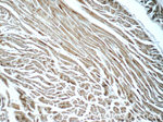 OSGEP Antibody in Immunohistochemistry (Paraffin) (IHC (P))