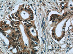 OSGEP Antibody in Immunohistochemistry (Paraffin) (IHC (P))