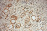 OSGEP Antibody in Immunohistochemistry (Paraffin) (IHC (P))