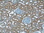 OSGEP Antibody in Immunohistochemistry (Paraffin) (IHC (P))