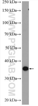 OSGEP Antibody in Western Blot (WB)