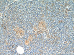 AZI2/NAP1 Antibody in Immunohistochemistry (Paraffin) (IHC (P))