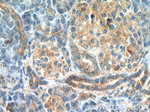 AZI2/NAP1 Antibody in Immunohistochemistry (Paraffin) (IHC (P))