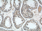 AZI2/NAP1 Antibody in Immunohistochemistry (Paraffin) (IHC (P))