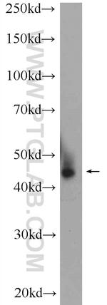 AZI2/NAP1 Antibody in Western Blot (WB)