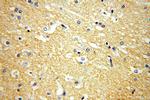 GPM6A Antibody in Immunohistochemistry (Paraffin) (IHC (P))