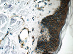 POMP Antibody in Immunohistochemistry (Paraffin) (IHC (P))