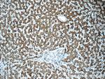 POMP Antibody in Immunohistochemistry (Paraffin) (IHC (P))