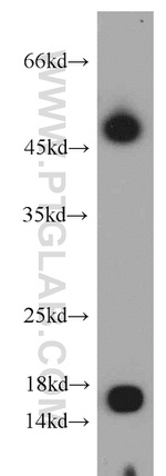 POMP Antibody in Western Blot (WB)