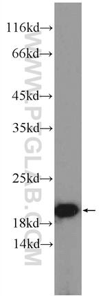 POMP Antibody in Western Blot (WB)