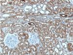 NAGK Antibody in Immunohistochemistry (Paraffin) (IHC (P))