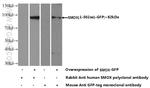 SMOX Antibody in Western Blot (WB)