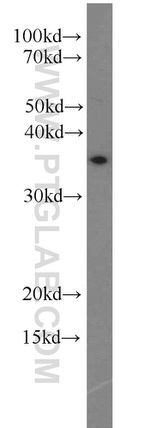 TRNAU1AP/SECP43 Antibody in Western Blot (WB)