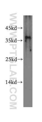 TRNAU1AP/SECP43 Antibody in Western Blot (WB)