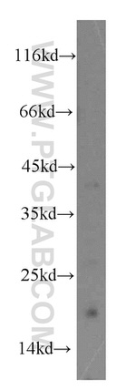 TRNAU1AP/SECP43 Antibody in Western Blot (WB)