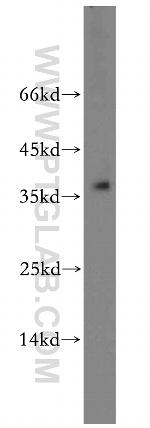 TRNAU1AP/SECP43 Antibody in Western Blot (WB)