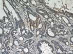 RPL38 Antibody in Immunohistochemistry (Paraffin) (IHC (P))