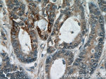 RPL38 Antibody in Immunohistochemistry (Paraffin) (IHC (P))