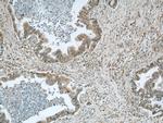 RPL38 Antibody in Immunohistochemistry (Paraffin) (IHC (P))