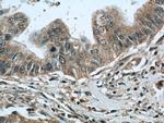 RPL38 Antibody in Immunohistochemistry (Paraffin) (IHC (P))