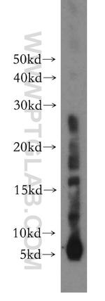 RPL38 Antibody in Western Blot (WB)