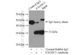 EXOSC3 Antibody in Immunoprecipitation (IP)