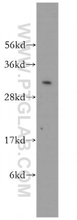 EXOSC3 Antibody in Western Blot (WB)