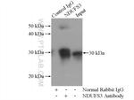 NDUFS3 Antibody in Immunoprecipitation (IP)