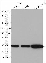 NDUFS3 Antibody in Western Blot (WB)