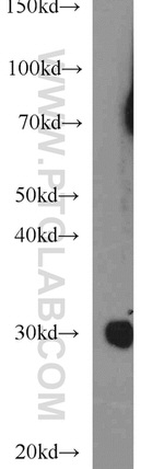 NDUFS3 Antibody in Western Blot (WB)