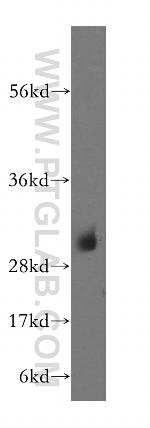 NDUFS3 Antibody in Western Blot (WB)