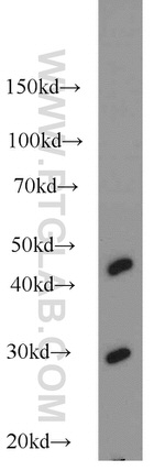 NDUFS3 Antibody in Western Blot (WB)