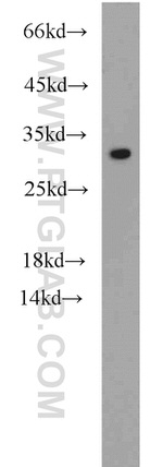 NDUFS3 Antibody in Western Blot (WB)