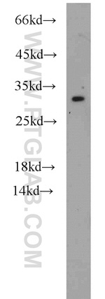 NDUFS3 Antibody in Western Blot (WB)