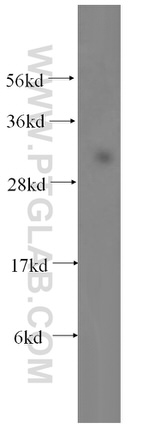 NDUFS3 Antibody in Western Blot (WB)