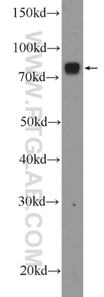 TARS2 Antibody in Western Blot (WB)