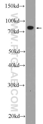 TARS2 Antibody in Western Blot (WB)