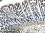 PCBP2 Antibody in Immunohistochemistry (Paraffin) (IHC (P))