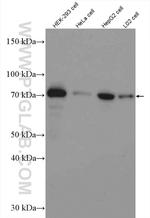 METTL3 Antibody in Western Blot (WB)