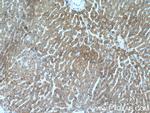 SUOX Antibody in Immunohistochemistry (Paraffin) (IHC (P))