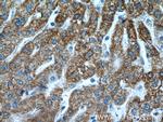 SUOX Antibody in Immunohistochemistry (Paraffin) (IHC (P))