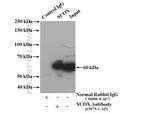 SUOX Antibody in Immunoprecipitation (IP)